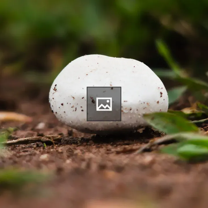 Small white mushroom in grass