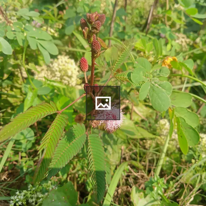 Close-up plant with pink flowers
