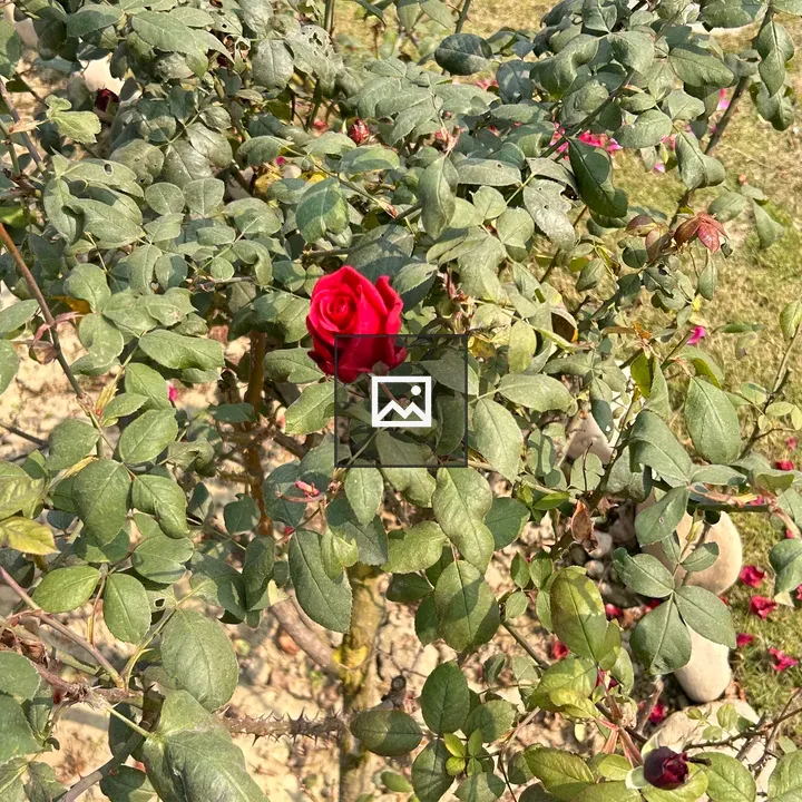 Red rose with green leaves