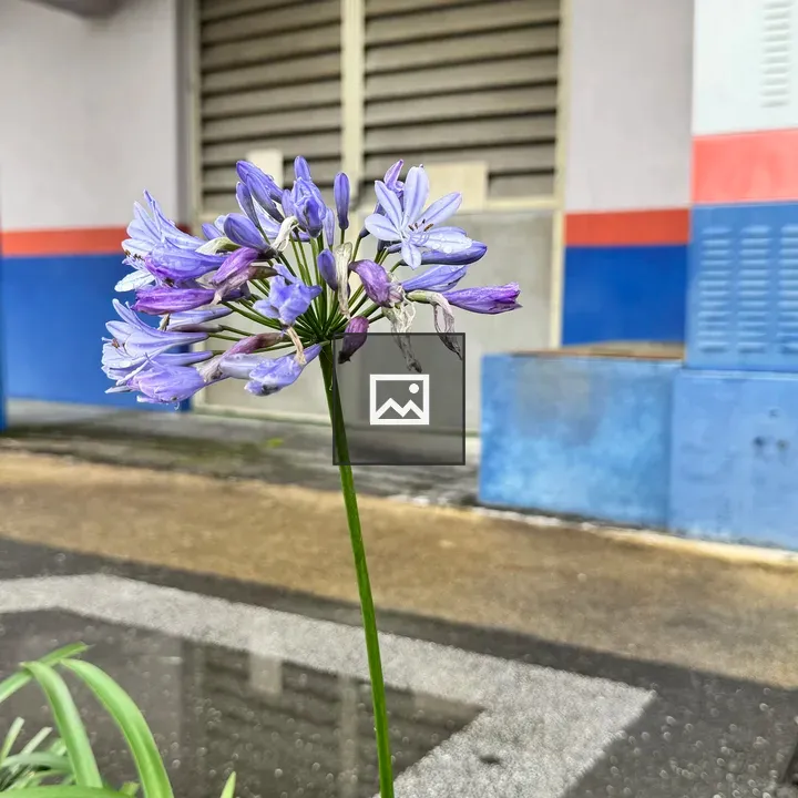 Purple Flower in Front of Building