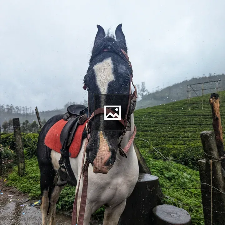 Horse with Saddle and Bridle