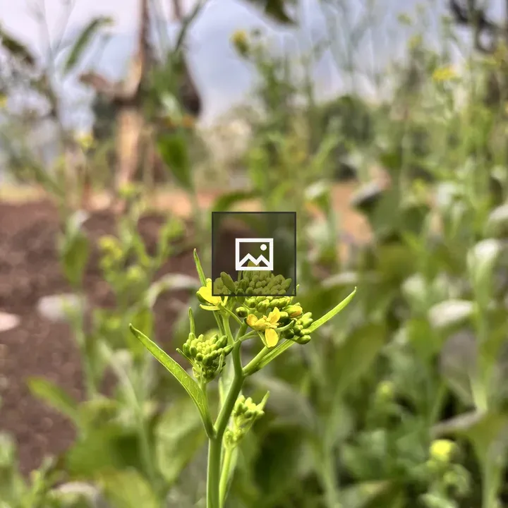 Mustard plant close-up