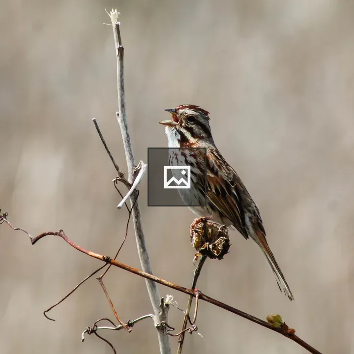 Song Sparrow in New York Habitat