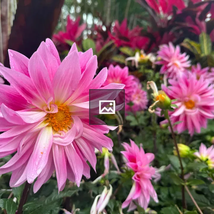 Pink dahlias in bloom