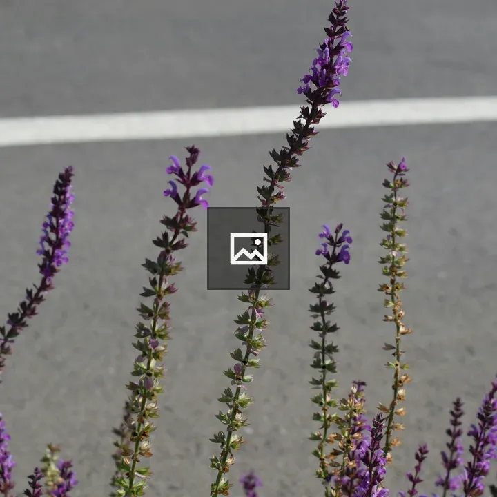 Purple Green Flowers Bulk