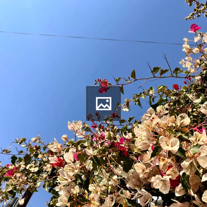 A colorful blooming flowers