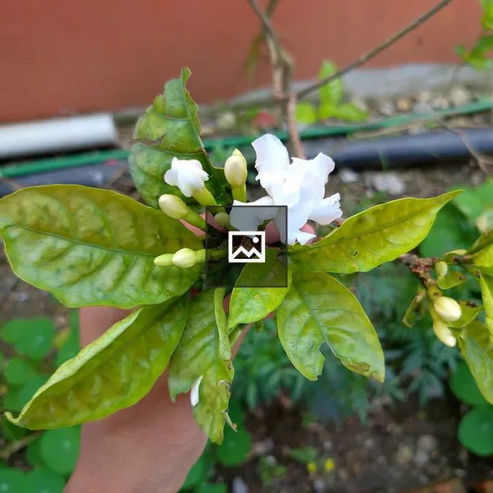 Hand Holding Jasmine Branch