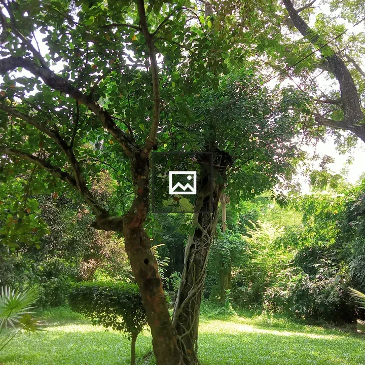 Tree with vines and branches