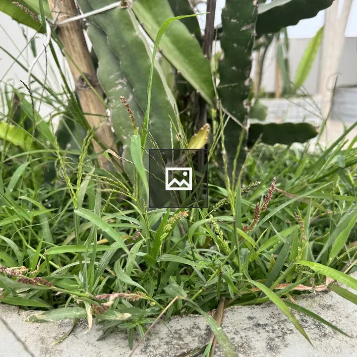 Grass at base of dragon fruit cactus