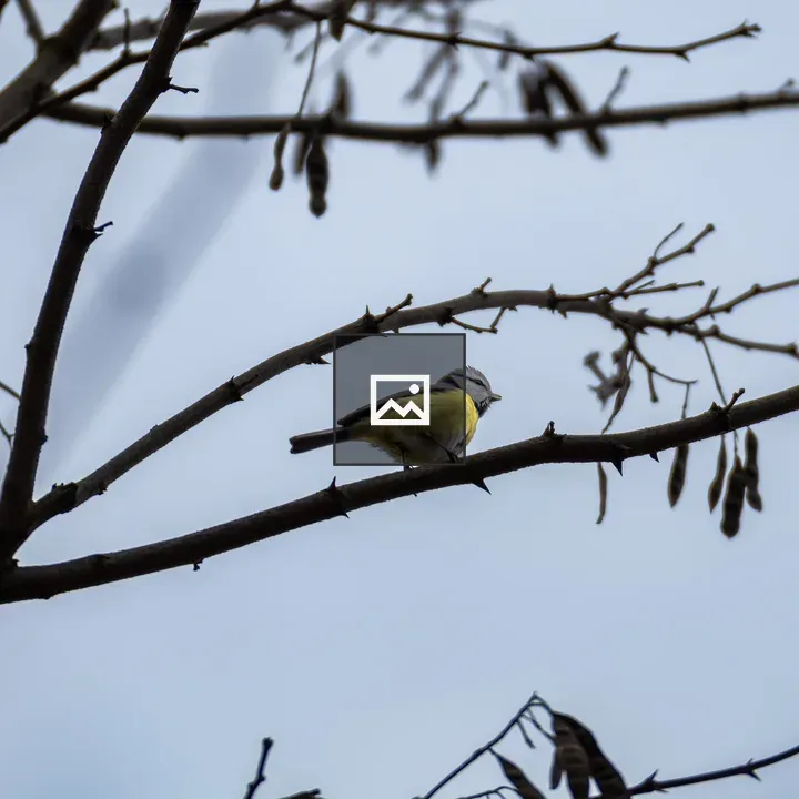 Bird with Yellow Plumage