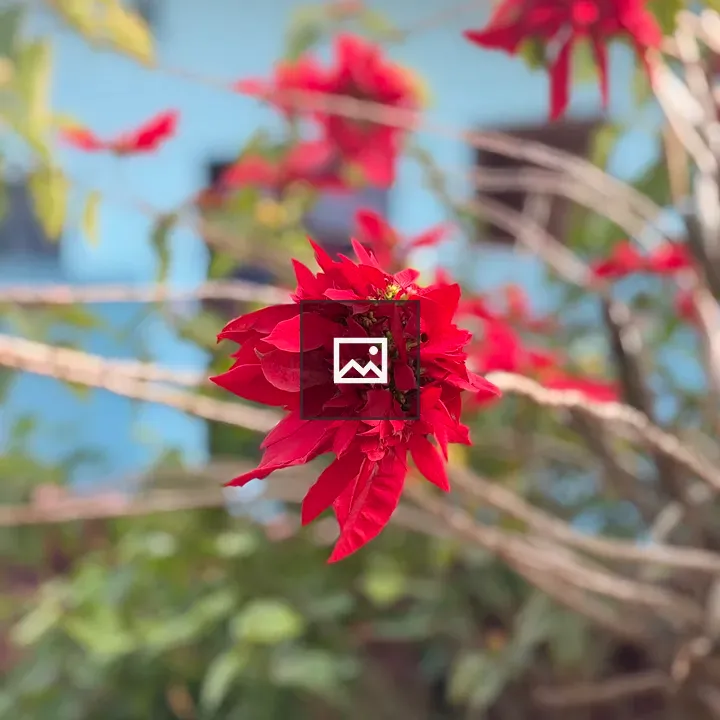Poinsettia close-up flower