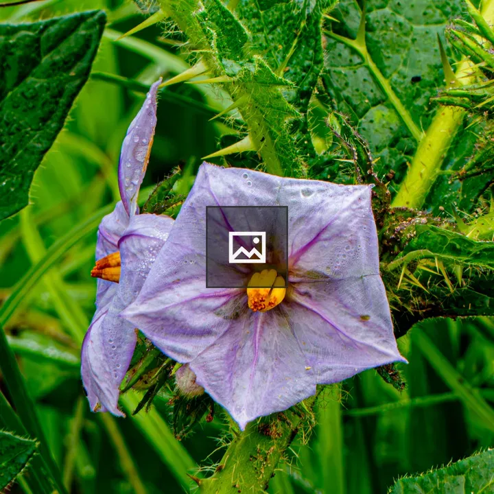 Star-shaped purple bitter apple flower