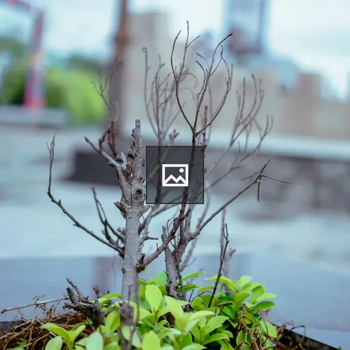 Tree without leaves