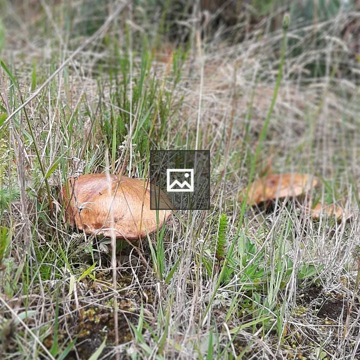 Orange-brown mushroom in grass and moss