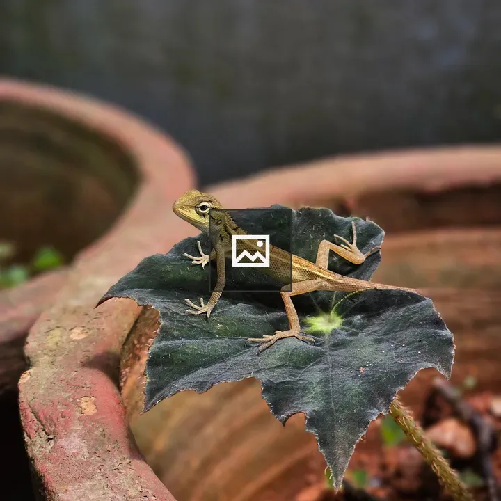 Lizard on Green Leaf in Pot