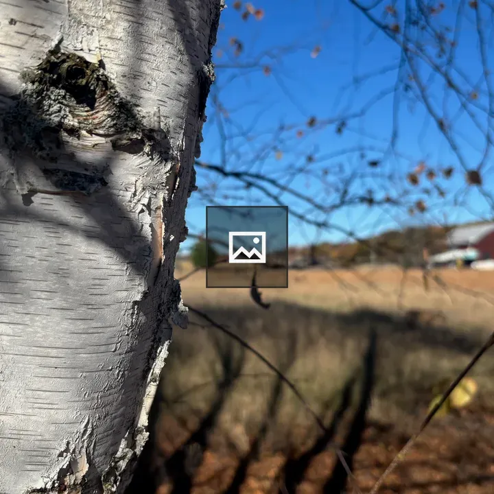 Birch Tree Trunk and Distant Farm