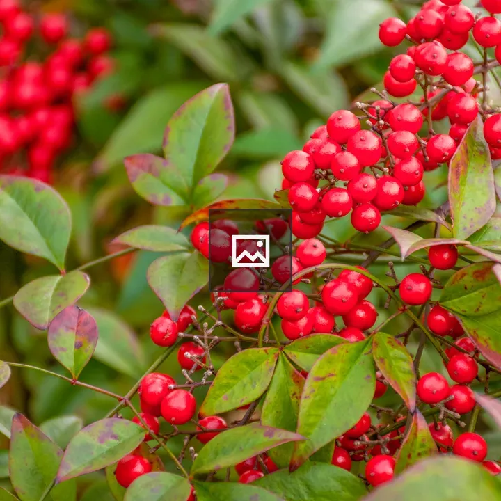 Holly berries in Nature scene