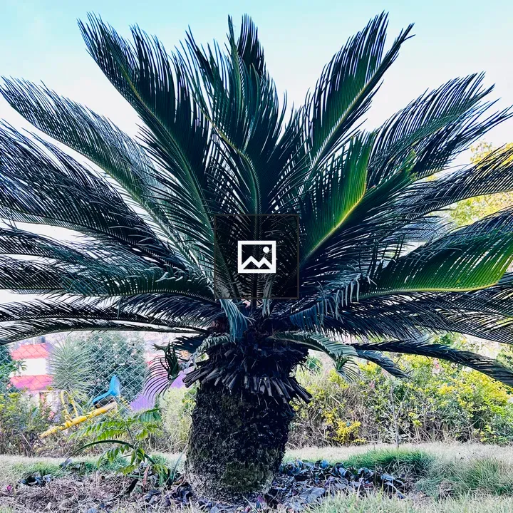 Cycas revoluta plant