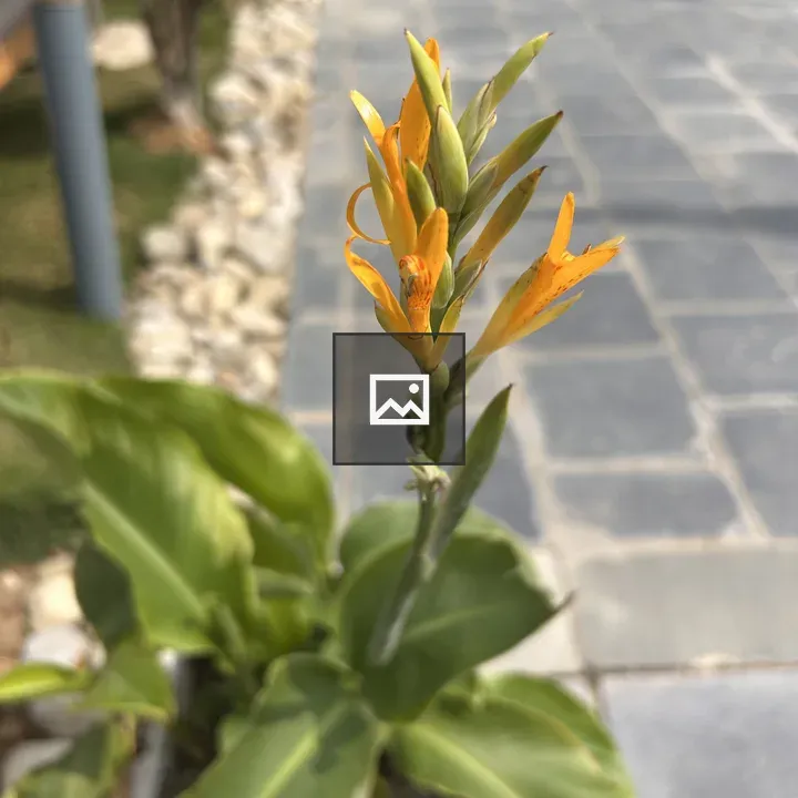Close-up Canna Lily in Green Scene