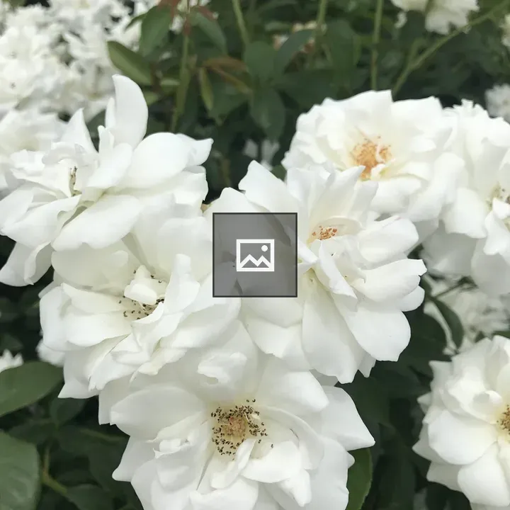 White roses