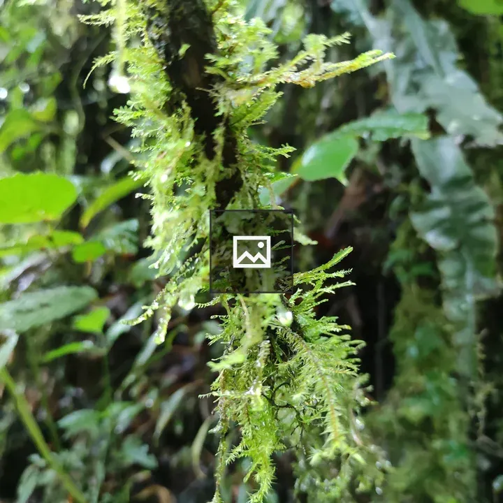 Close-up of moss and epiphytic plants