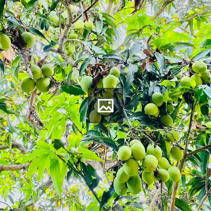 Mangoes on the Tree