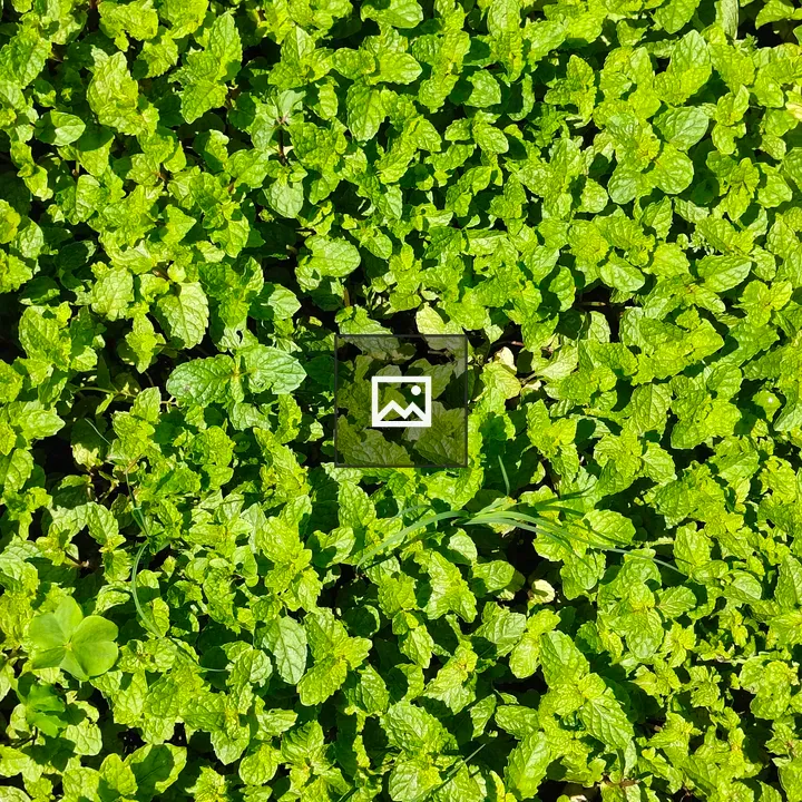 Mint leaves patch