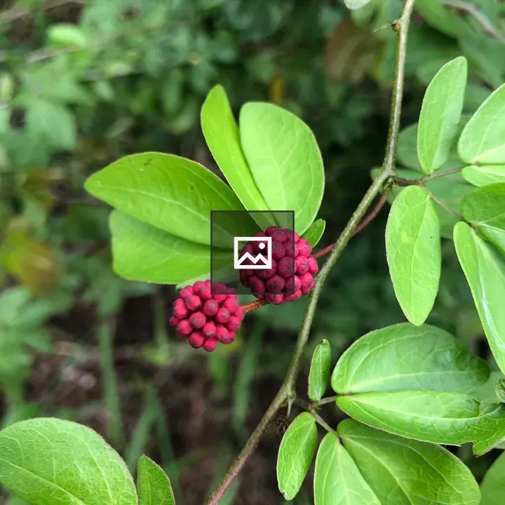 Calliandra berries