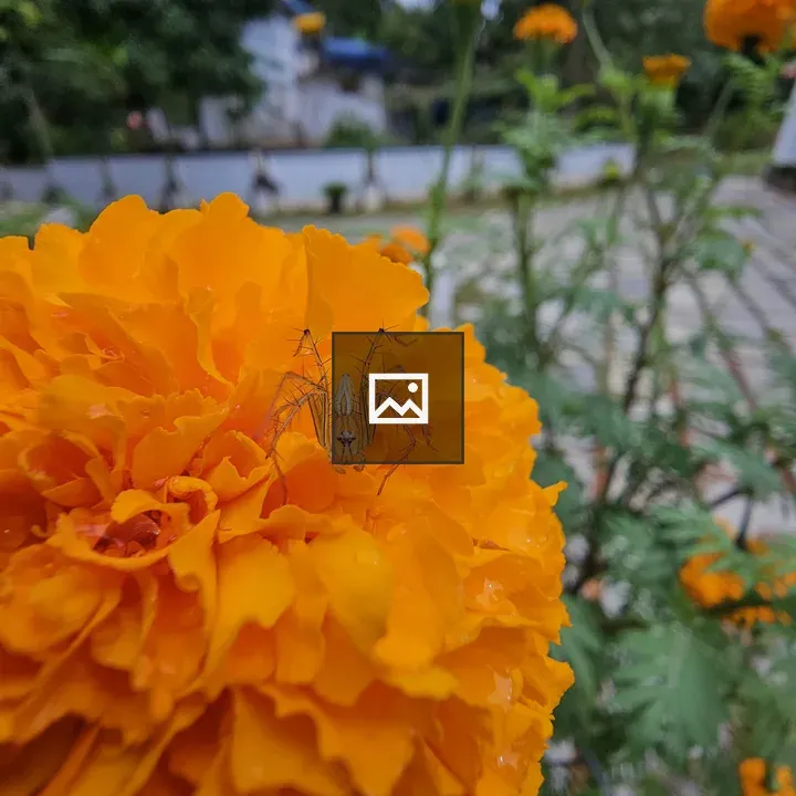 Small translucent bug on yellow flower