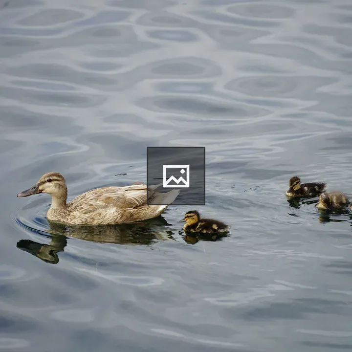 Mother Duck and Ducklings