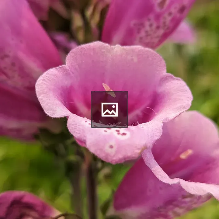 Close up pink tube flower