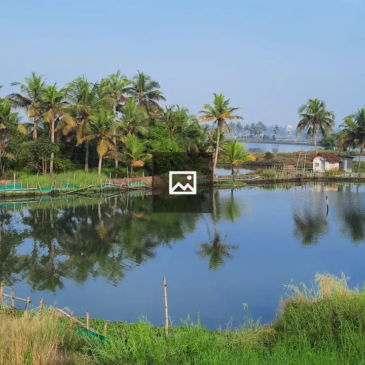 Pond with Palms and Blue Sky