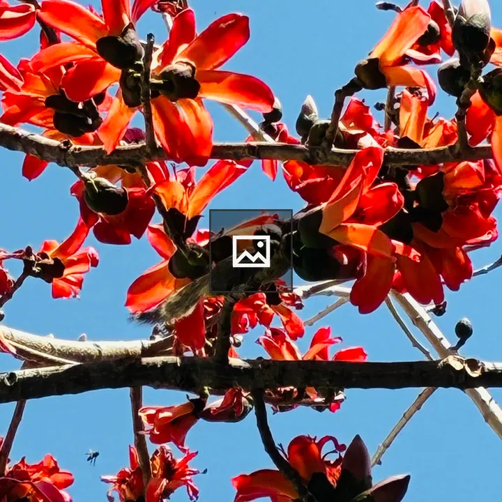 Red-silk cotton tree flowers