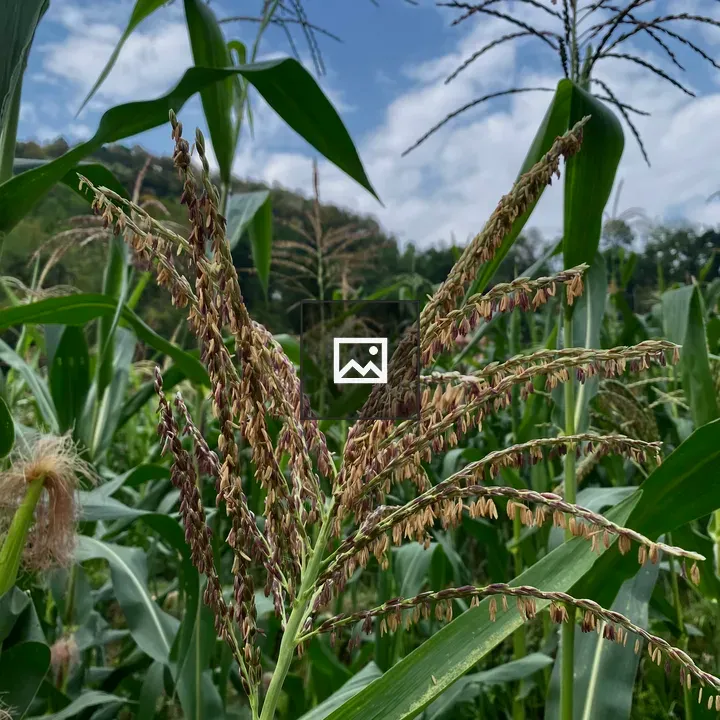 Maize Field in Flowering Stage