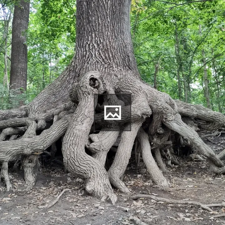 Roots of an old tree
