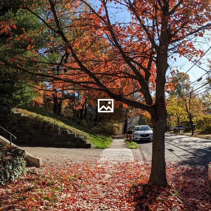 Tree Arching Over Sidewalk