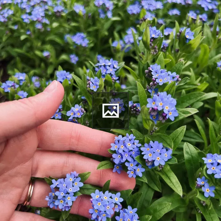 Forget-me-not Flowers
