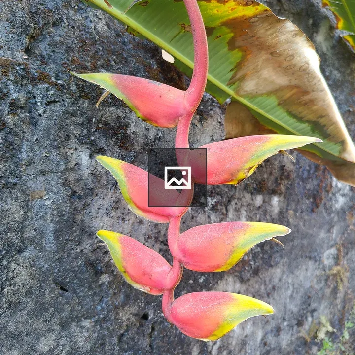 Heliconia Flower Close-Up