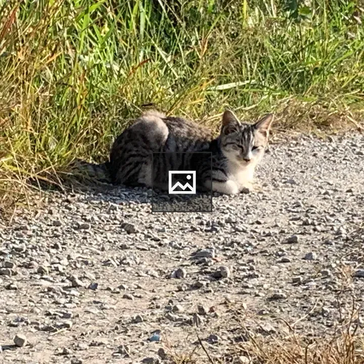 Cat lying on the road