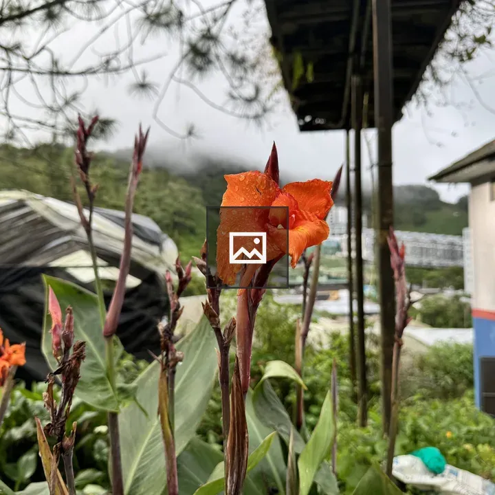 Orange canna lily bloom