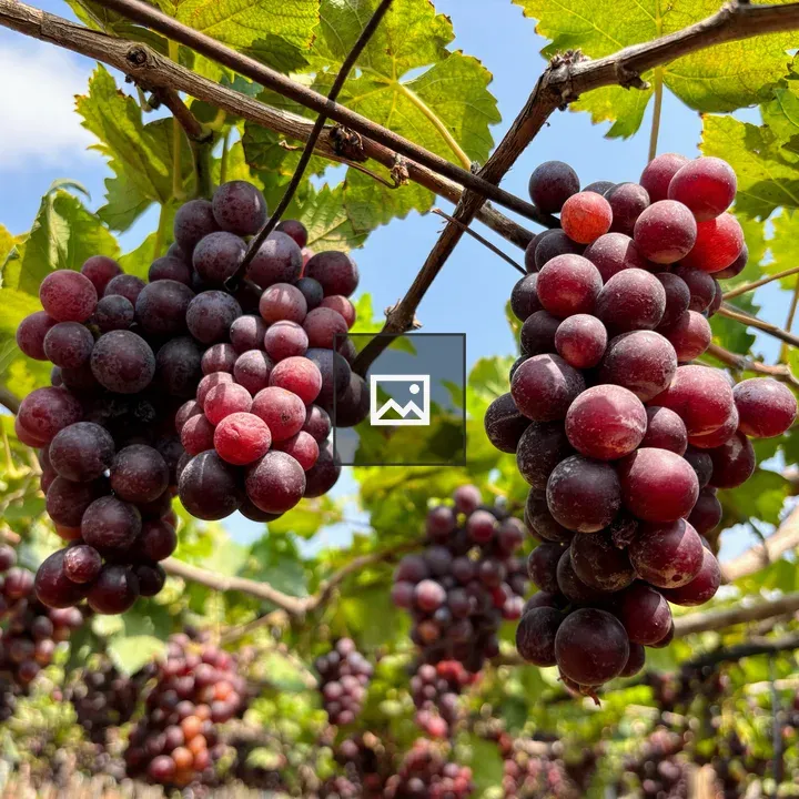 Grapes on Vines in Garden