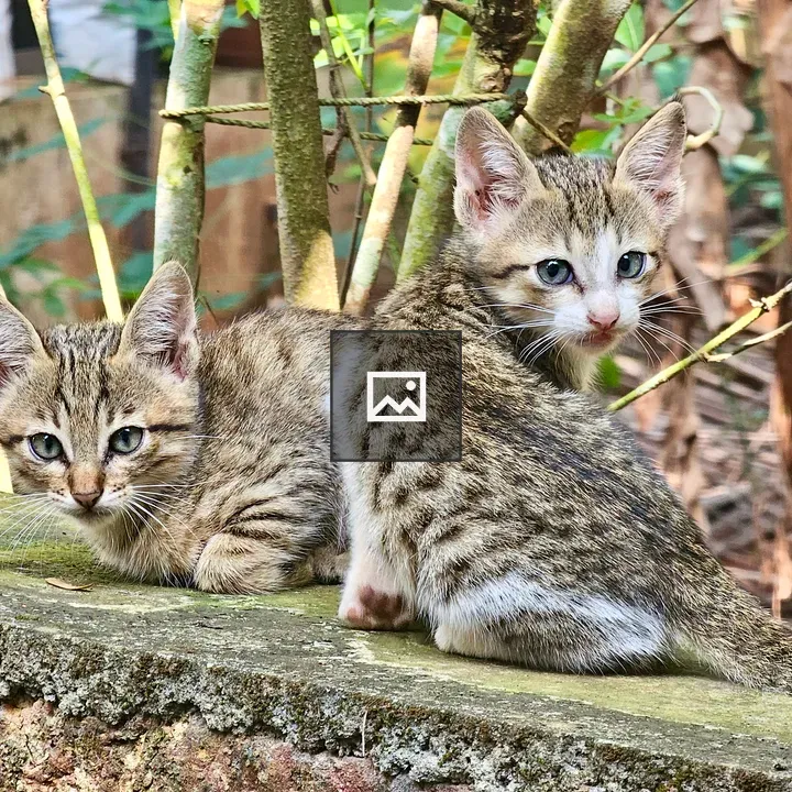 Two kittens on a ledge
