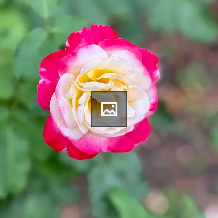 Rose close-up in garden