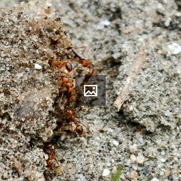 Ants on Sand Mound