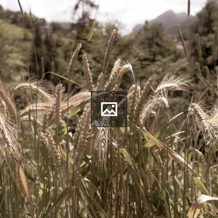 Grain on Farm Grassland