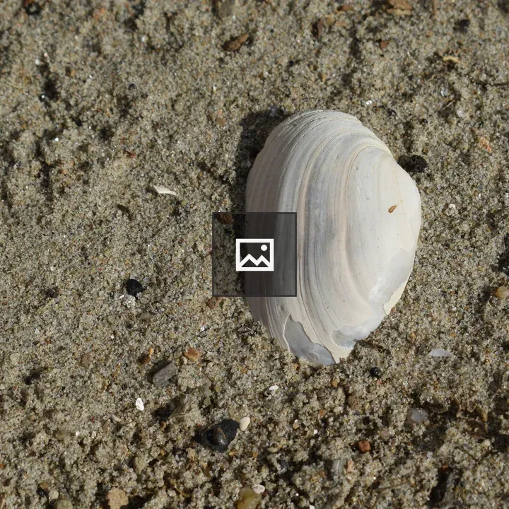 Shell on the Sand