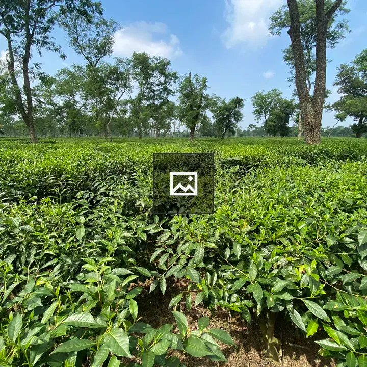 Panoramic tea field