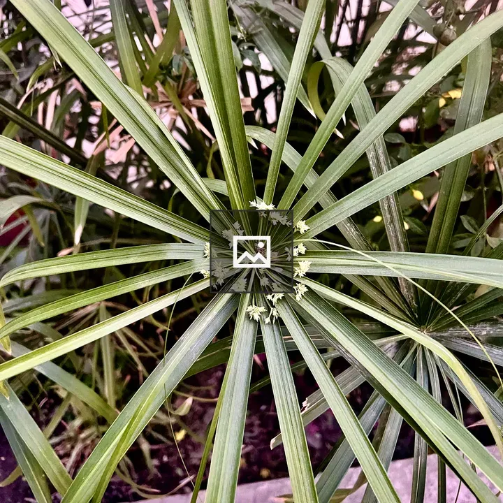 Umbrella Papyrus Plant Top-Down