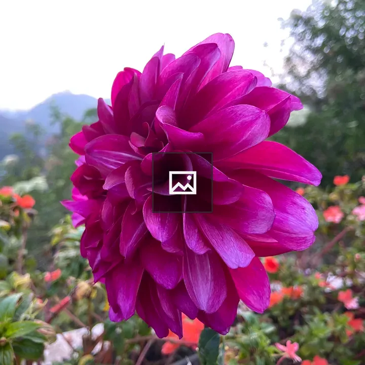 Flower on misty Munnar hilltop