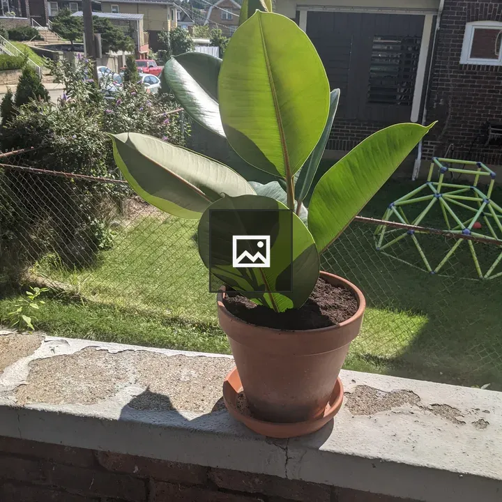 Potted rubber plant on wall
